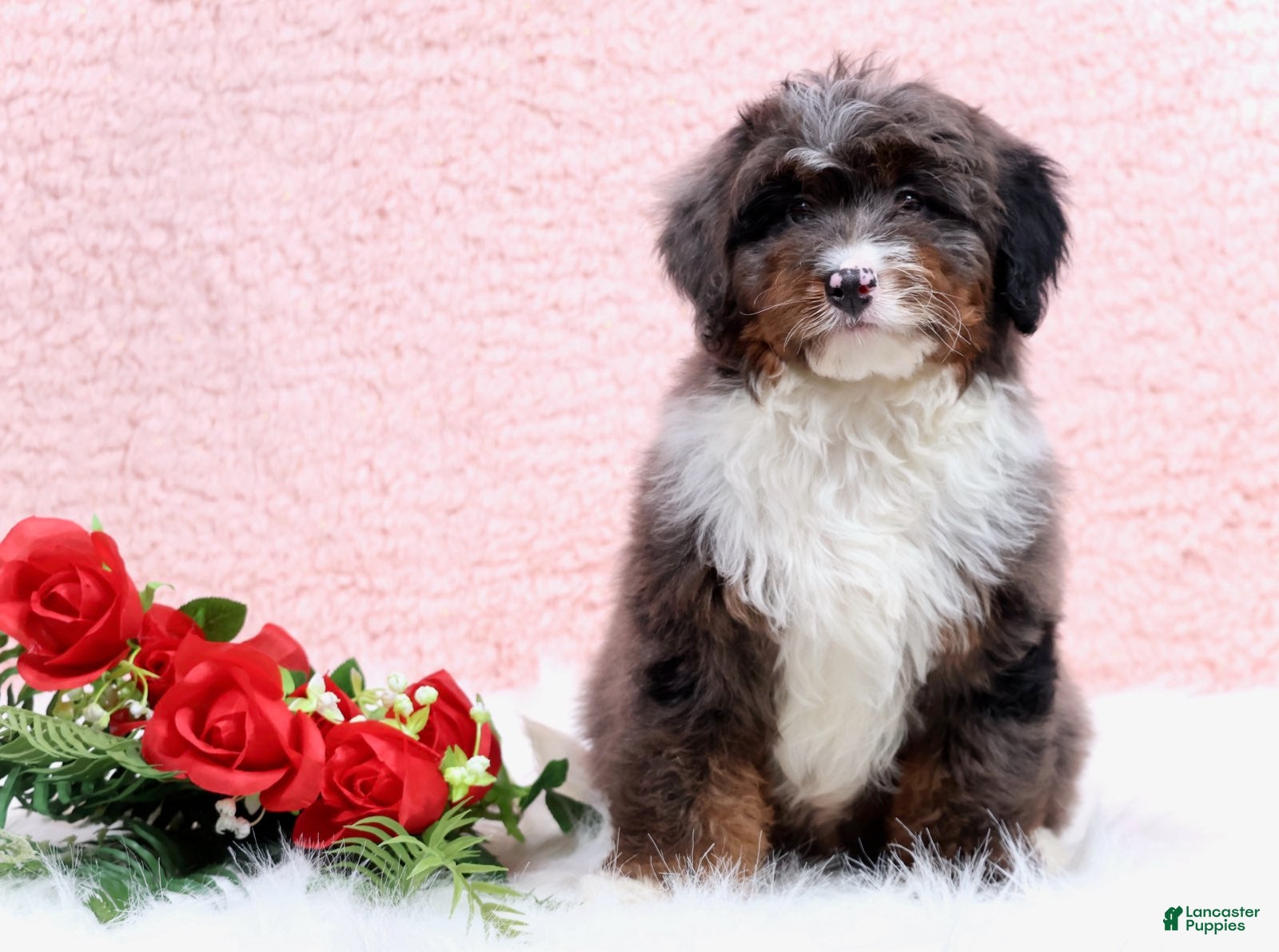 Mini Bernedoodle dogs Eliot - Ad 3