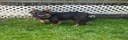French Bulldog dogs for sale: Leo - Ad 5