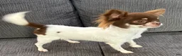 Chihuahua dogs for sale: Isla Teacup - Ad 3
