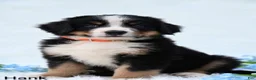 Bernese Mountain Dog dogs for sale: Hank  - Ad 5