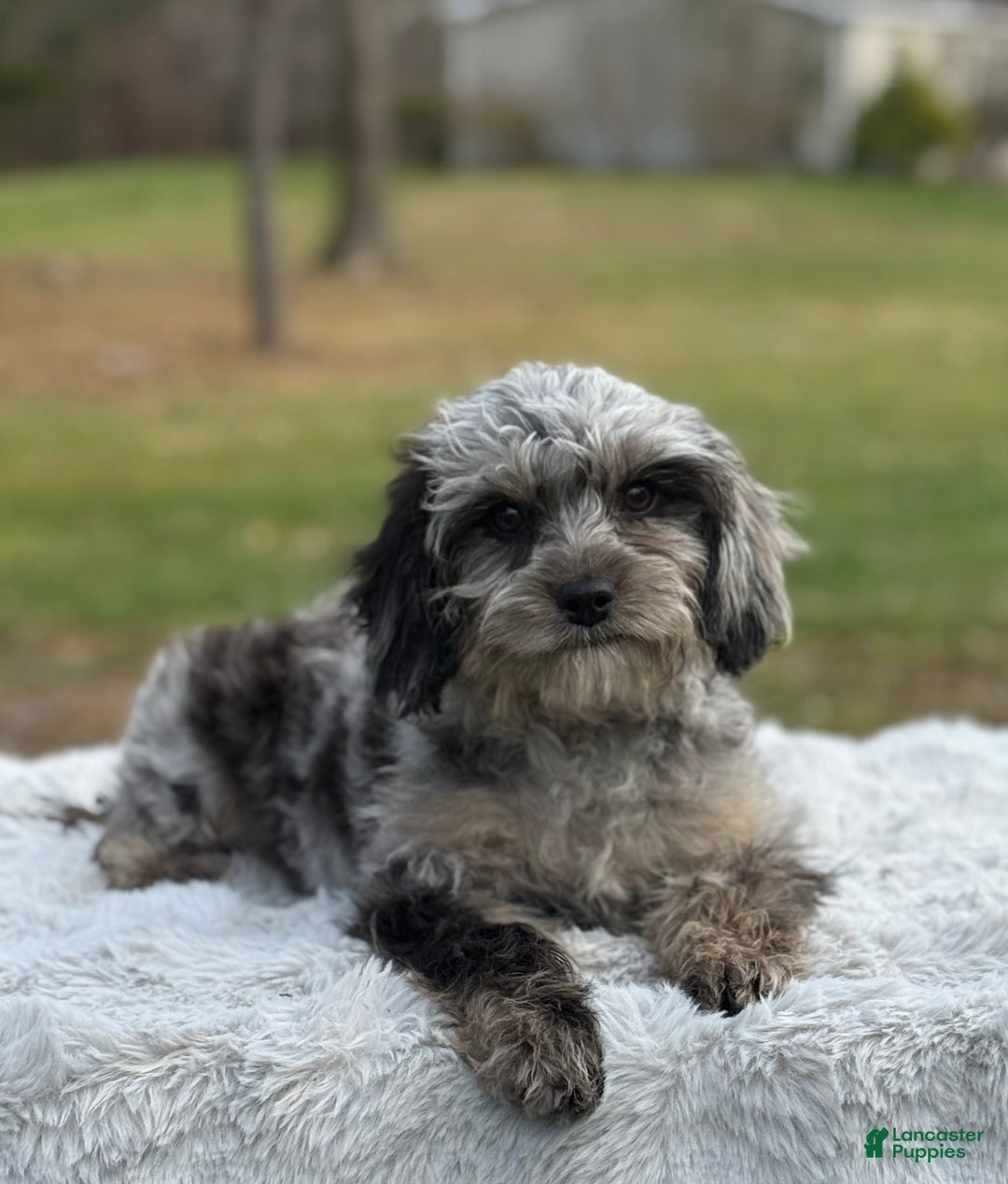 Cavapoo dogs for sale: Sasha - Ad 9