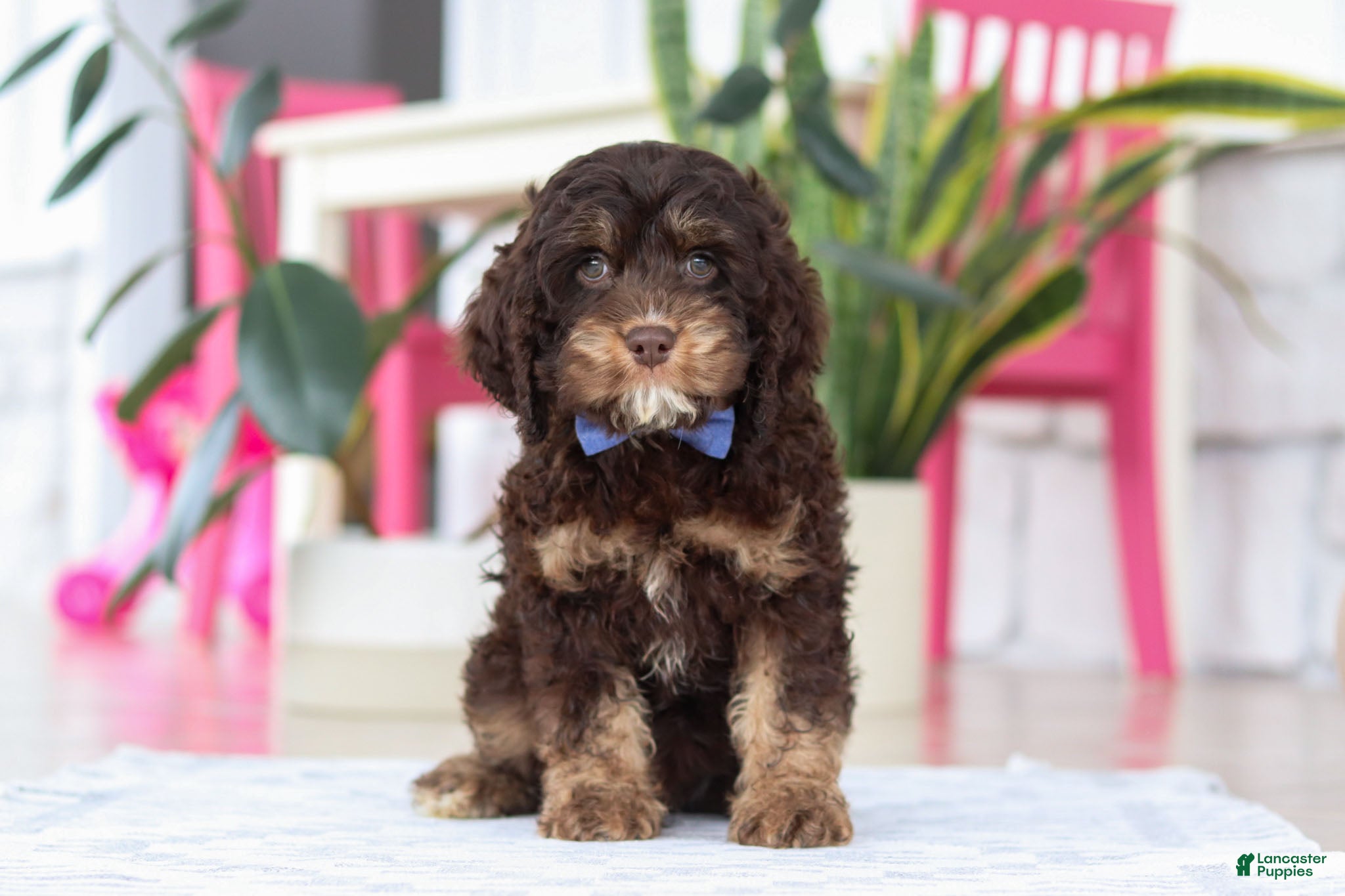 Cockapoo dogs Finn - Ad 9