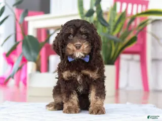Cockapoo dogs Finn - Ad 29
