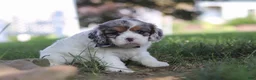 Cavapoo dogs for sale: Kai - Ad 3