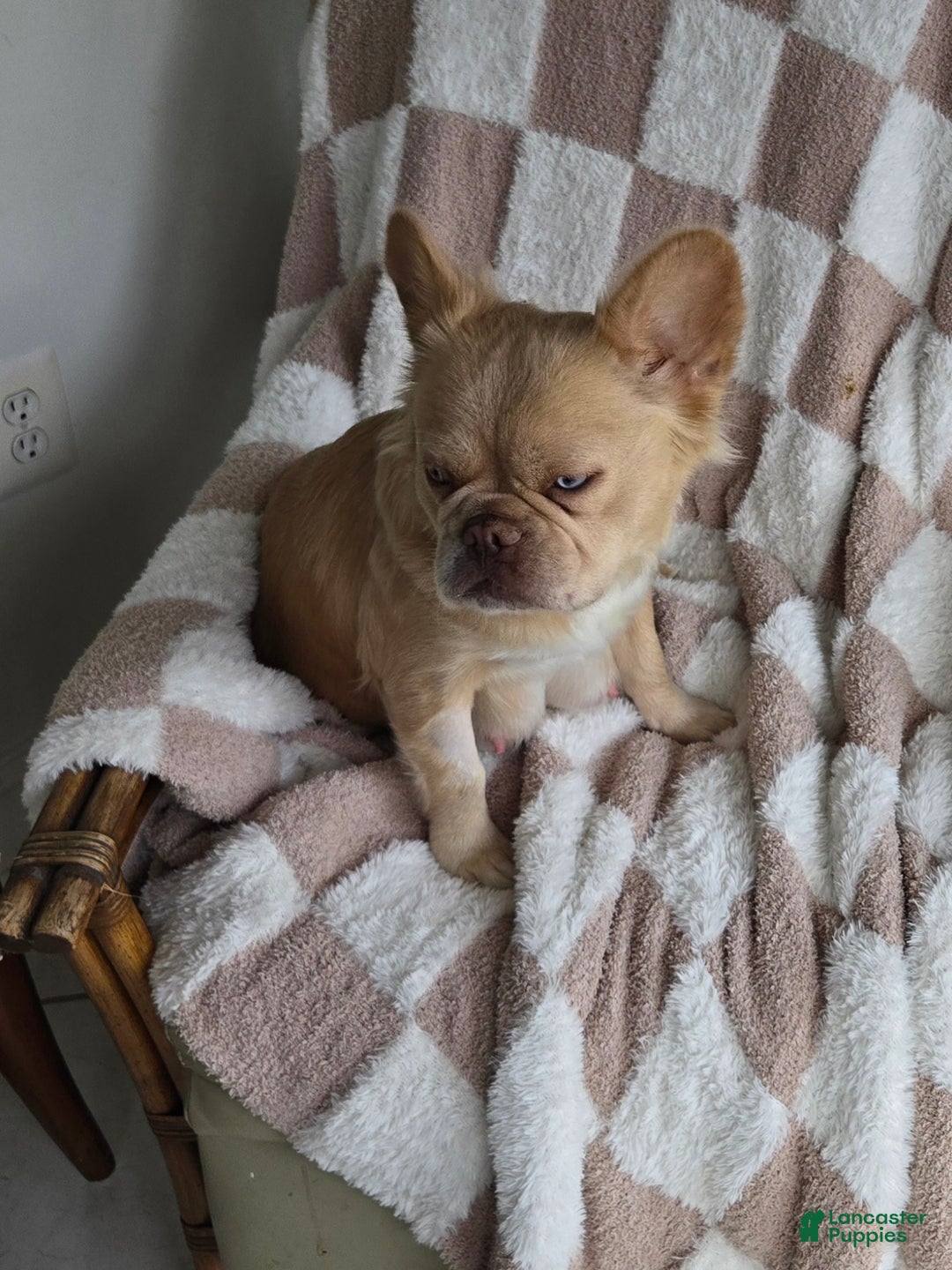 French Bulldog dogs for sale: Zari - Ad 4