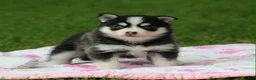 Pomsky dogs for sale: Iris - Ad 5