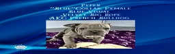 French Bulldog dogs for sale: Pyper “Blue”Collar, Female - Ad 11