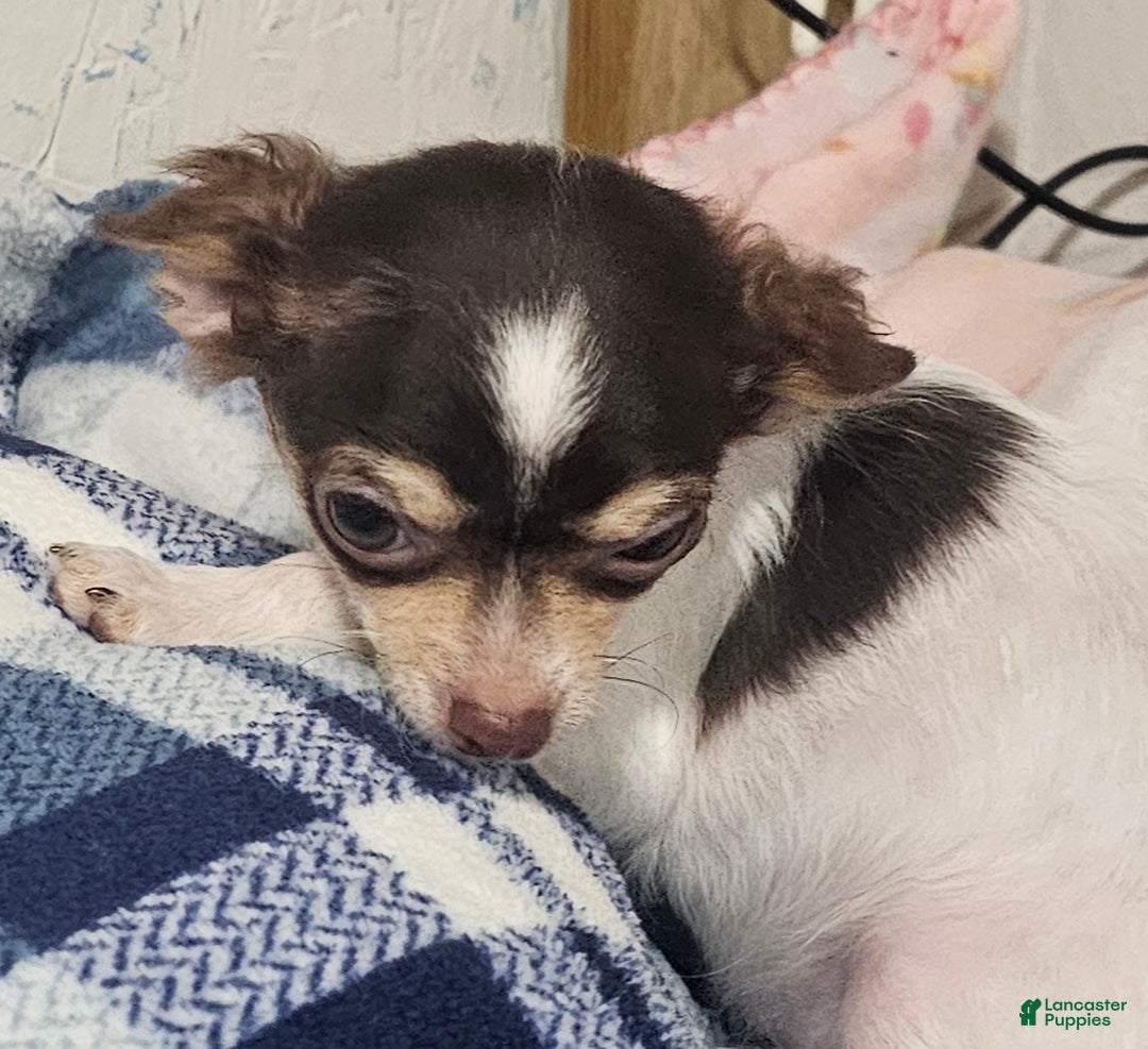 Chihuahua dogs for sale: Petey - Ad 5