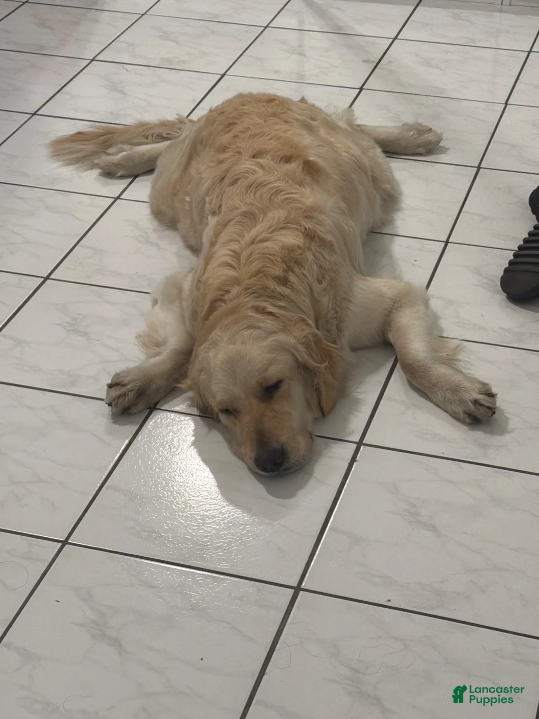 Golden Retriever dogs for sale: Vienna - Ad 7