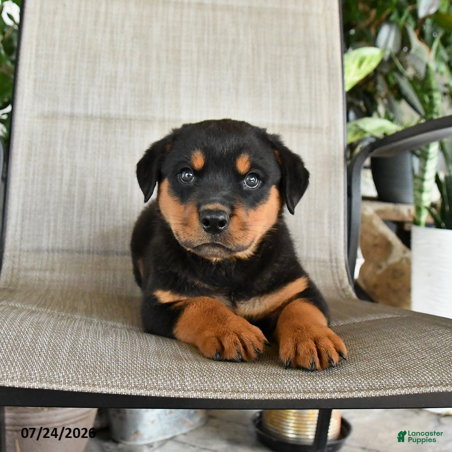 Rottweiler dogs Max - Ad 1