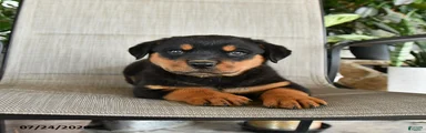 Max