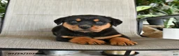 Rottweiler dogs for sale: Max - Ad 1