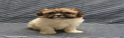 Mixed Breed dogs for sale: Wendy - Ad 1