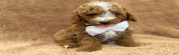 Mini Goldendoodle dogs for sale: Lane - Ad 7