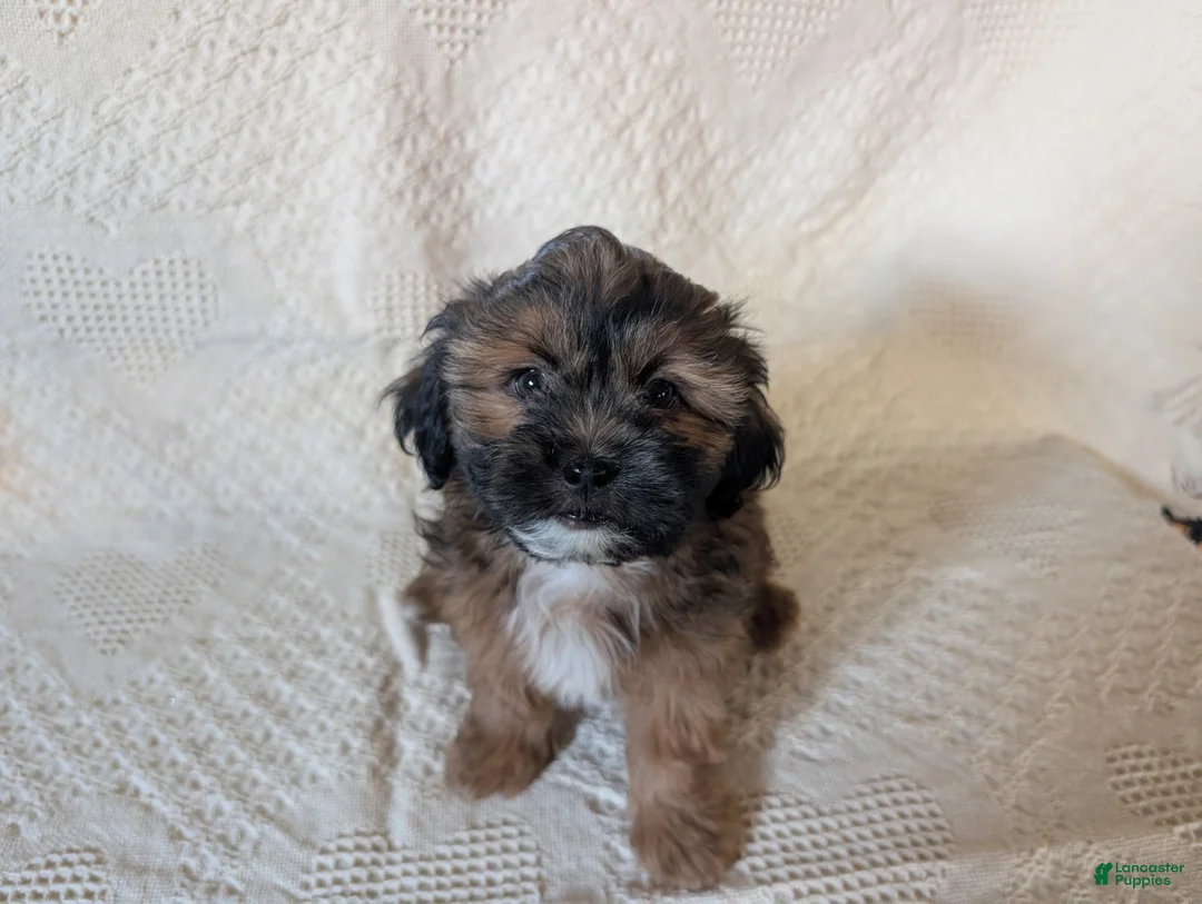 Mixed Breed dogs for sale: Willie - Ad 1