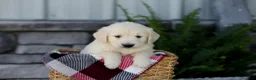 Golden Retriever dogs for sale: Beauty - Ad 5