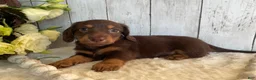 Miniature Dachshund dogs for sale: Connie - Ad 5
