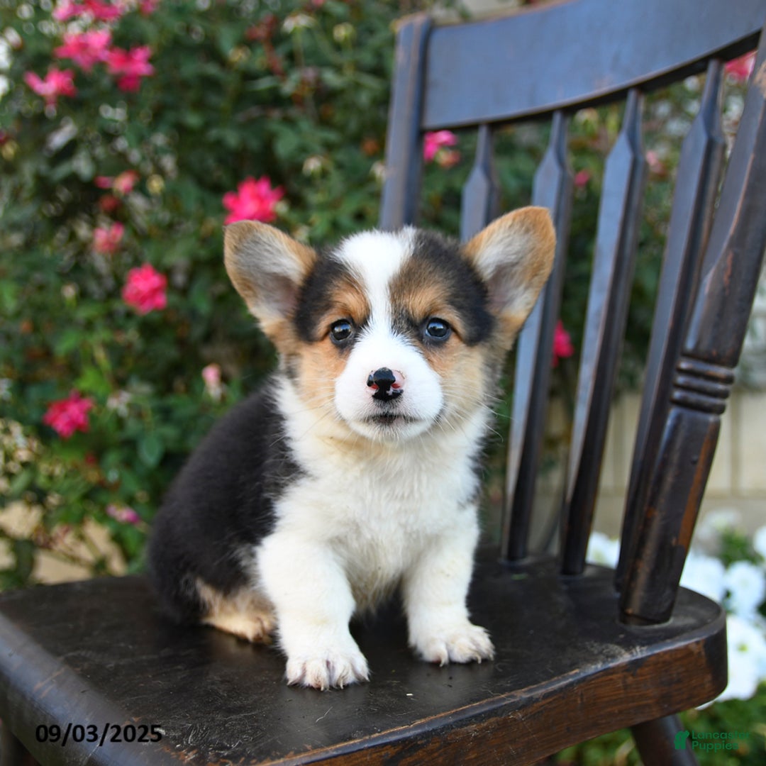 Welsh Corgi Pembroke dogs for sale: Cowboy - Ad 1