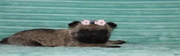 Cairn Terrier dogs for sale: Callie - Ad 4