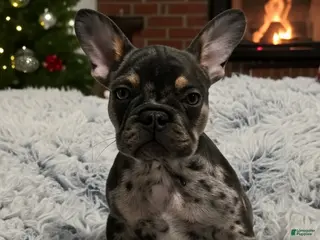 French Bulldog dogs Krackel - Ad 5