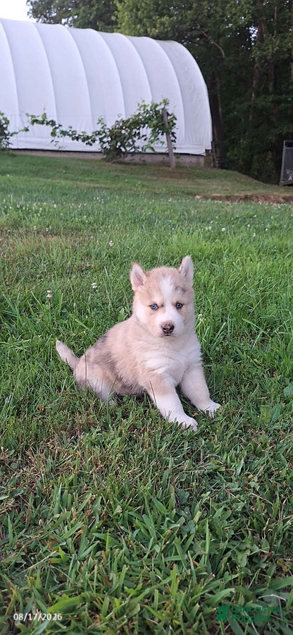 Mixed Breed dogs Max - Ad 1