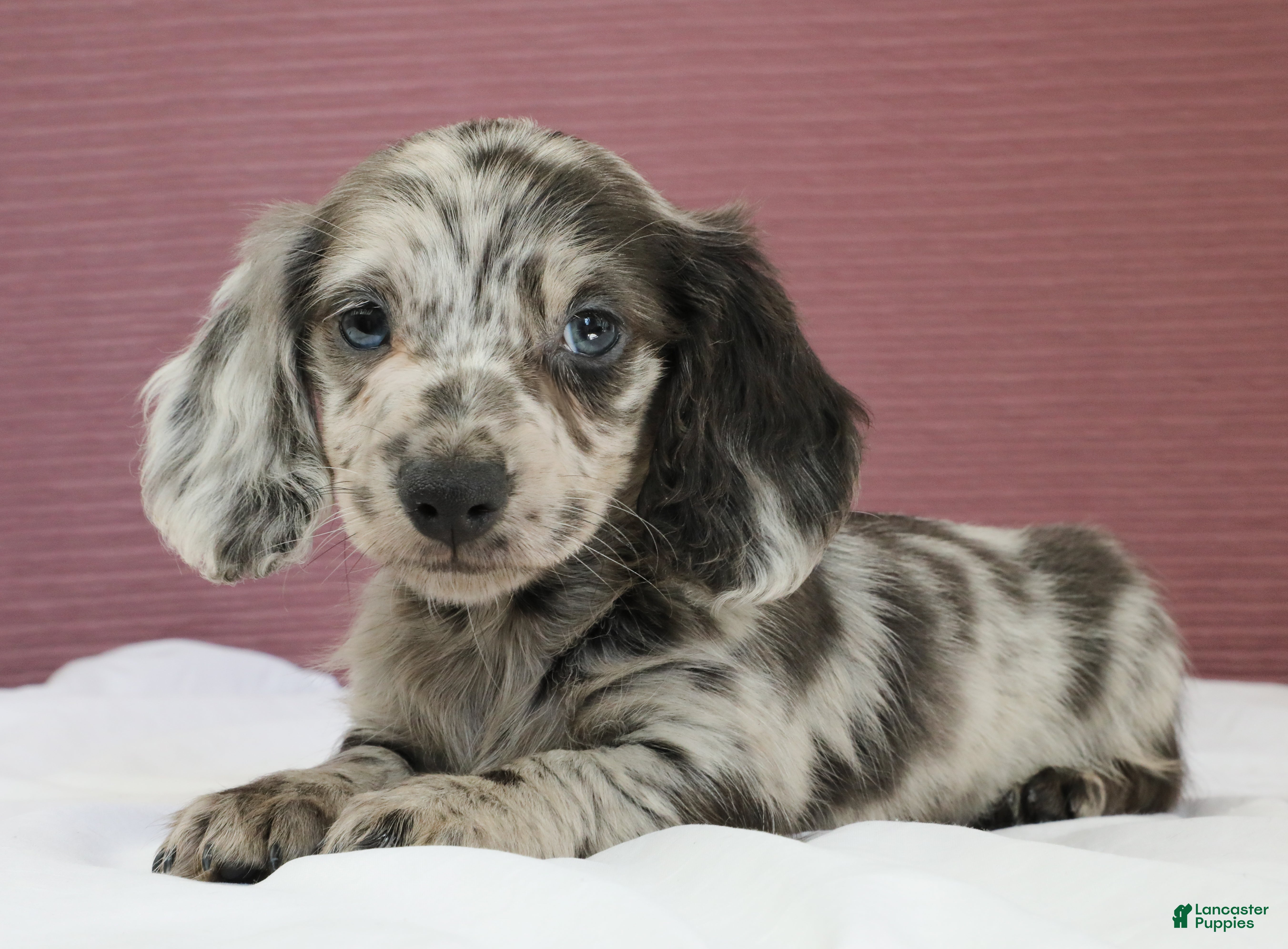 Miniature Dachshund dogs Olive 💚 - Ad 1