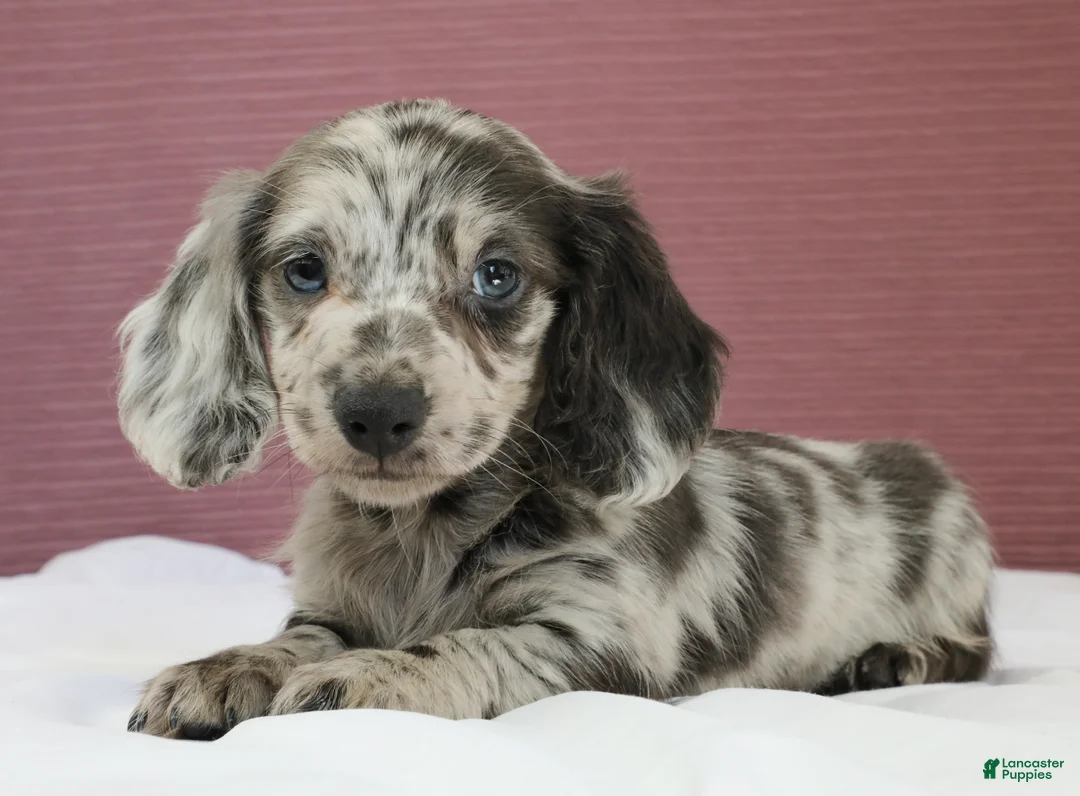 Miniature Dachshund dogs for sale: Olive 💚 - Ad 1