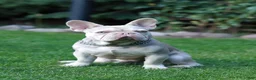 French Bulldog dogs for sale: Lora  - Ad 10