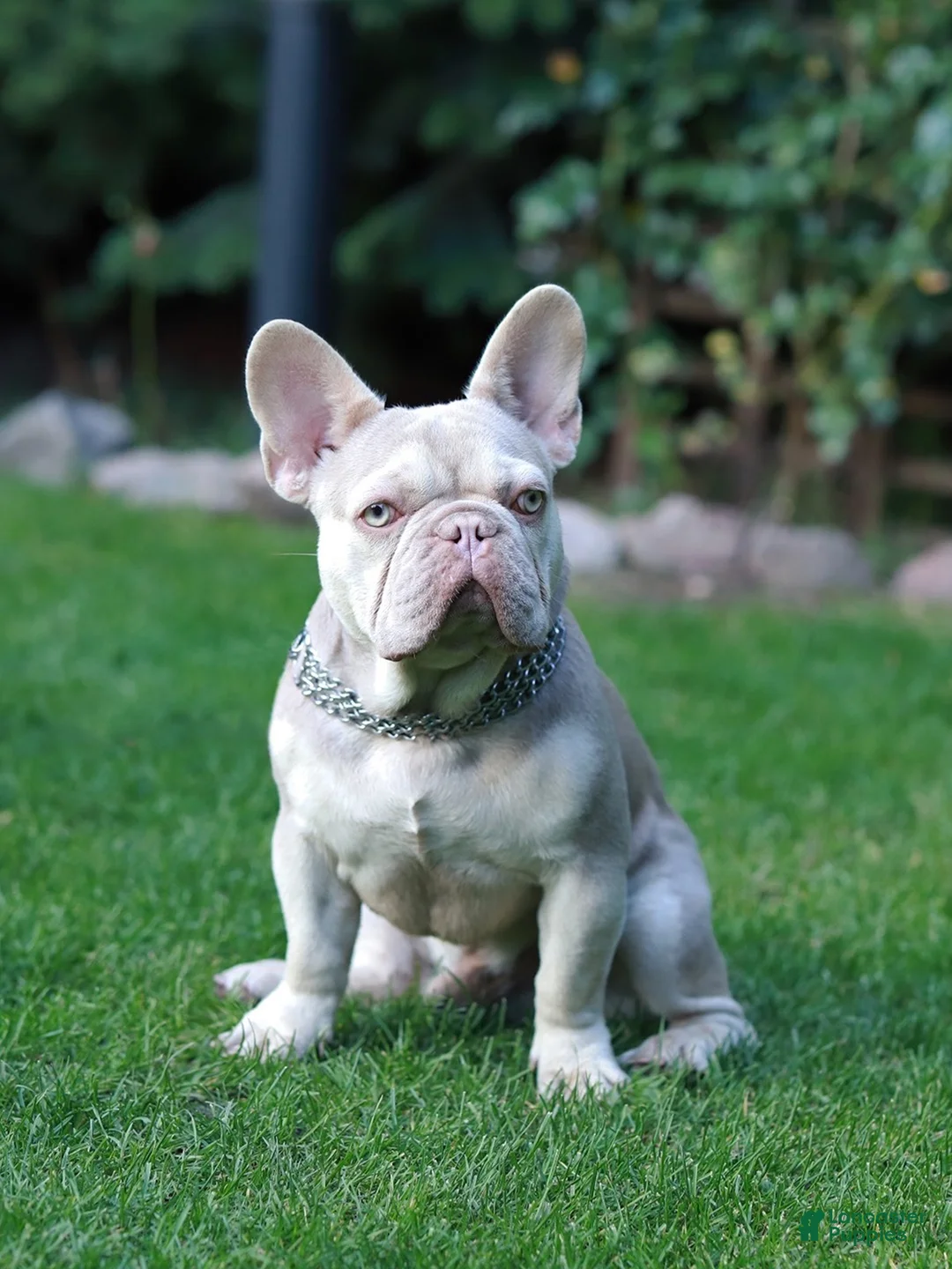 French Bulldog dogs for sale: Lora  - Ad 10