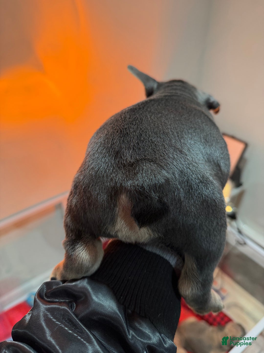 French Bulldog dogs for sale: TIFFANY - Ad 12