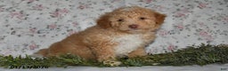 Mini Aussiedoodle dogs for sale: Arlan - Ad 5