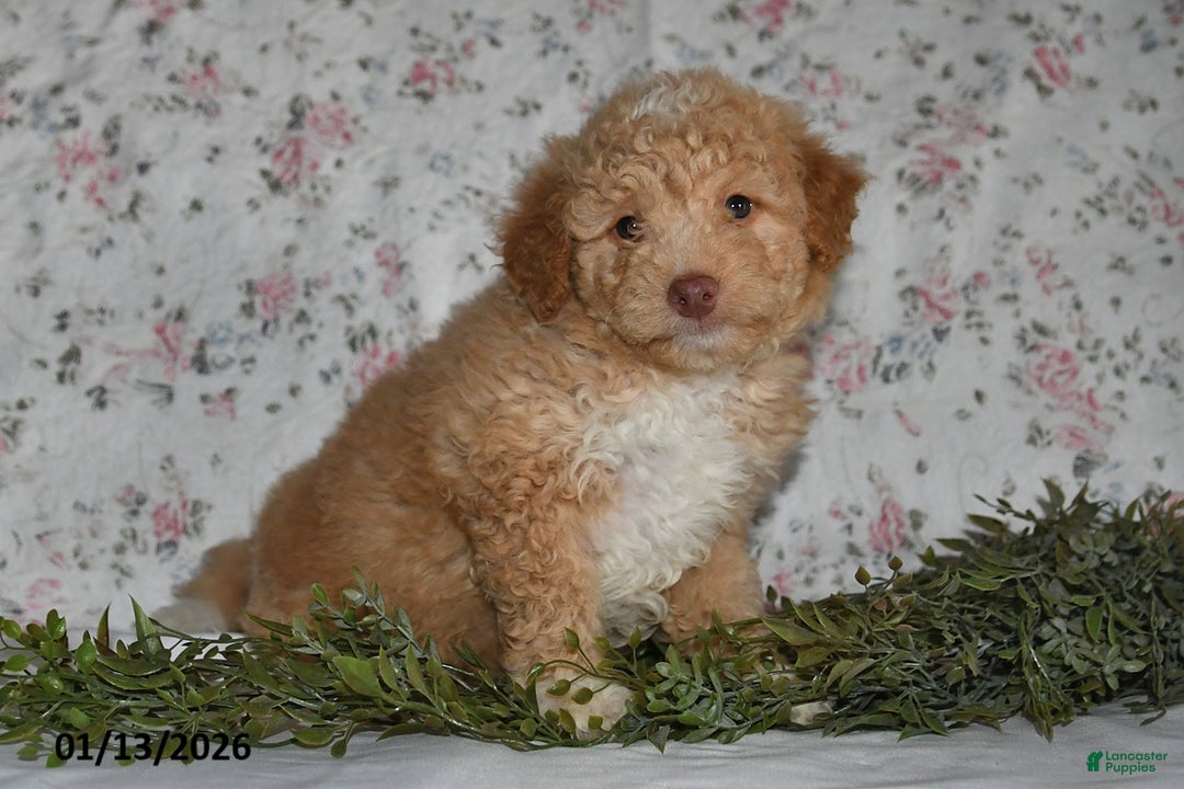 Mini Aussiedoodle dogs for sale: Arlan - Ad 5