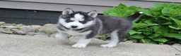 Siberian Husky dogs for sale: Timber - Ad 7