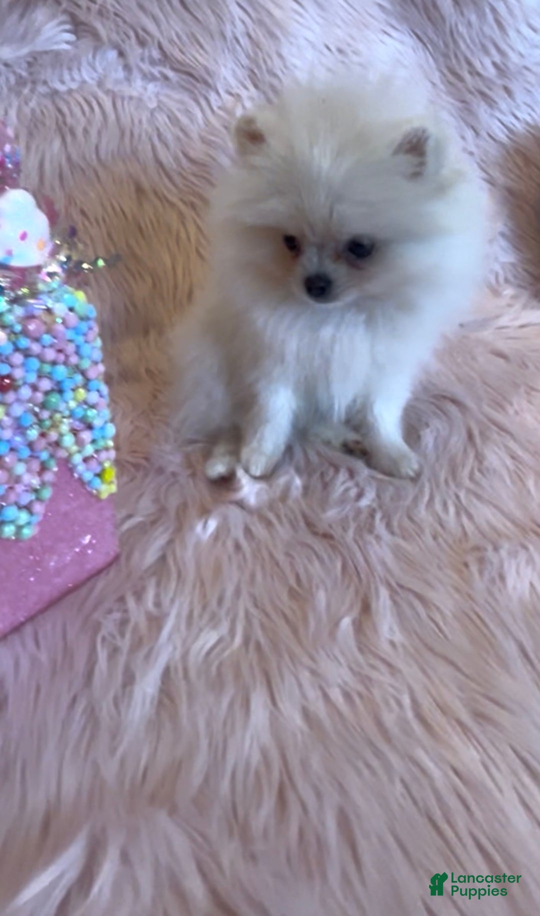 Pomeranian dogs for sale: Lynette AKC Registered full rights  - Ad 17