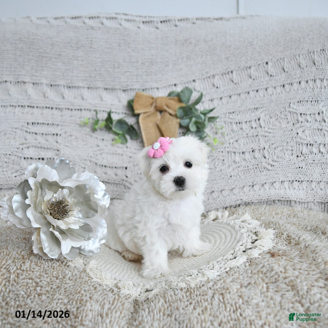Maltese dogs for sale: Freya EXTRA SMALL - Ad 2