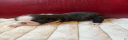 Boston Terrier dogs for sale: TiggerBoston Terrier 2 - Ad 6