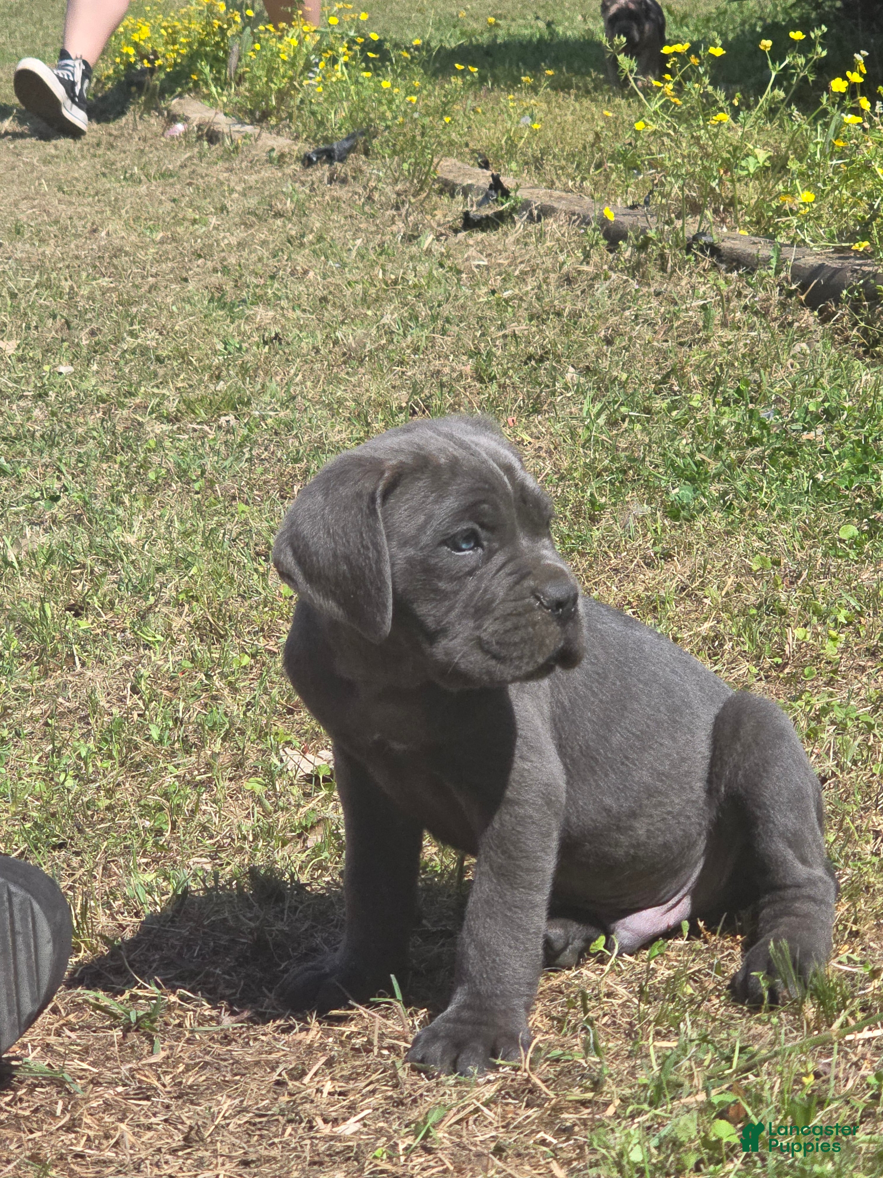 Cane Corso dogs Cane Corso Puppy 4 - Ad 1