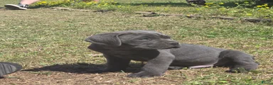 Cane Corso Puppy 4
