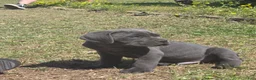 Cane Corso dogs for sale: Cane Corso Puppy 4 - Ad 1
