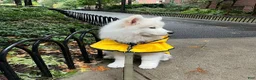 Samoyed dogs for sale: Ziggy - Ad 2