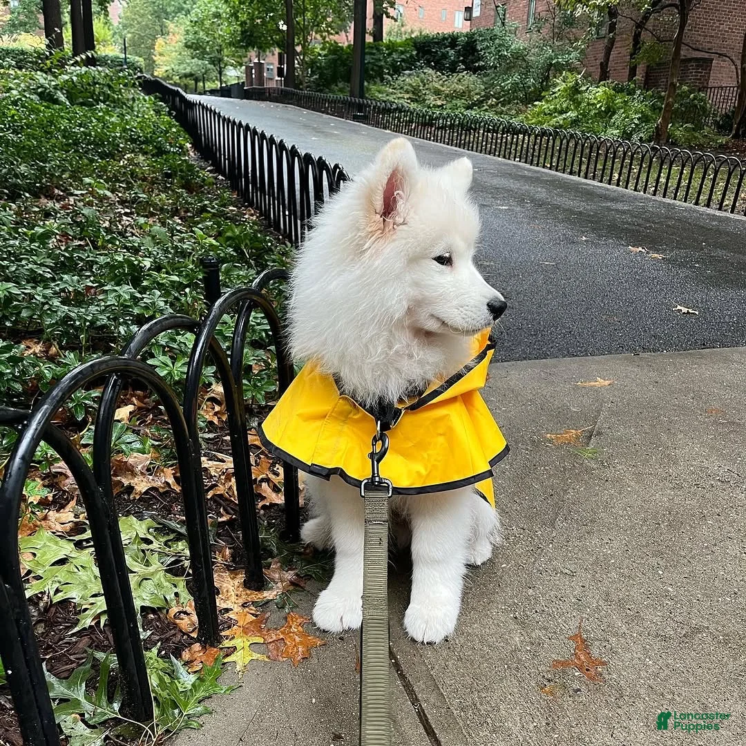 Samoyed dogs for sale: Ziggy - Ad 2