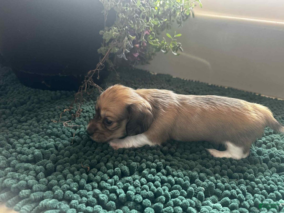 Dachshund dogs for sale: Mickey - Ad 12