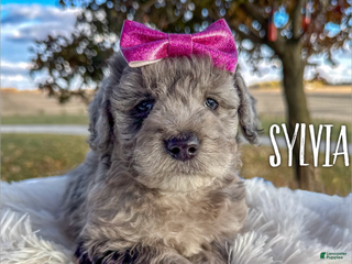 Mini Aussiedoodle dogs - Ad 4