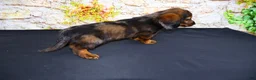 Miniature Dachshund dogs for sale: Butters - Ad 19