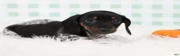 Miniature Dachshund dogs for sale: Sylvie 🍓 - Ad 5
