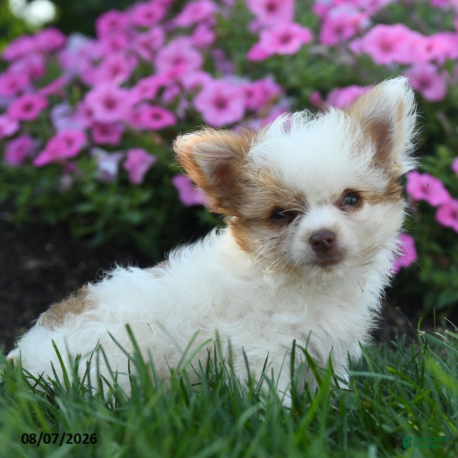 Chihuahua dogs Noah - Ad 1