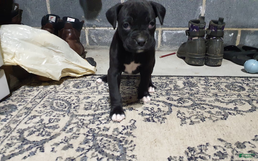 Boxer dogs for sale: Jip -AKC- - Ad 4