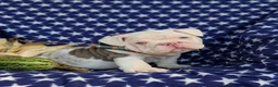 English Bulldog dogs for sale: Dunleigh - Ad 6