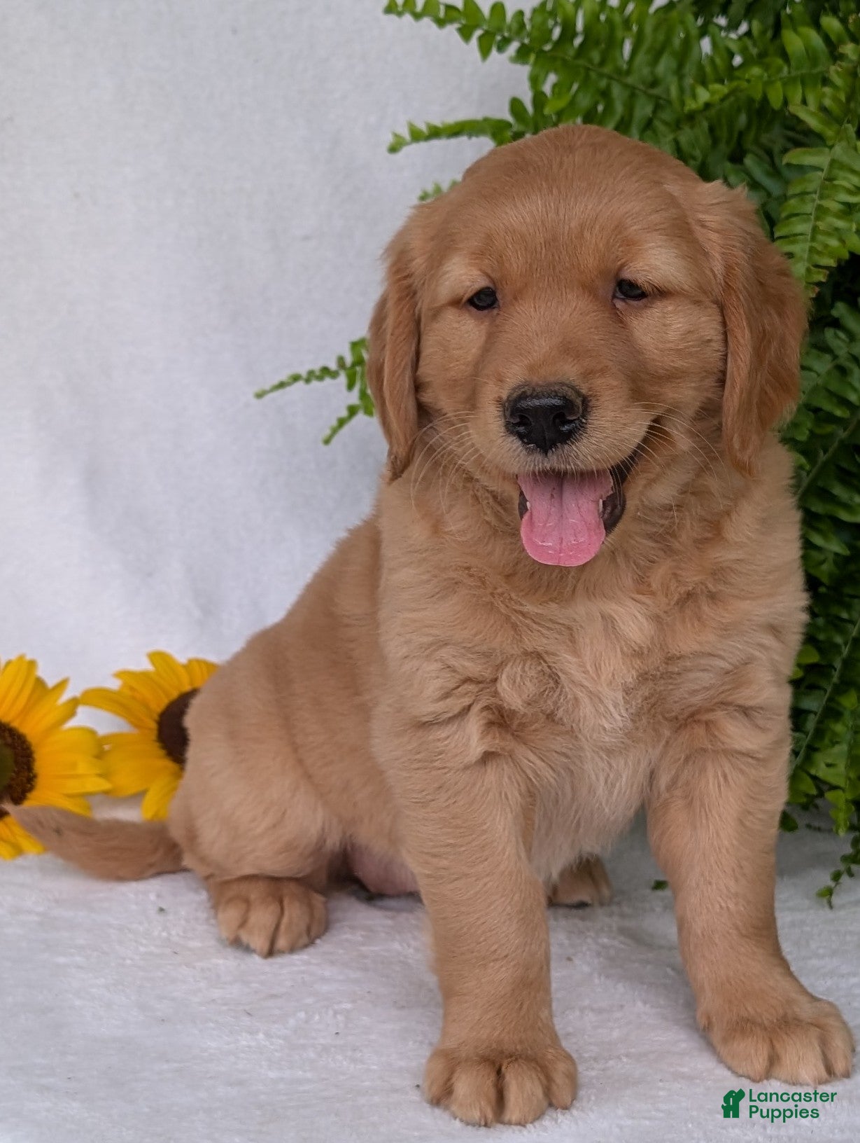 Golden Retriever dogs Indy - Ad 1