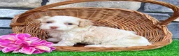 Havanese dogs for sale: Rayne - Ad 4
